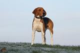 BEAGLE HARRIER 005